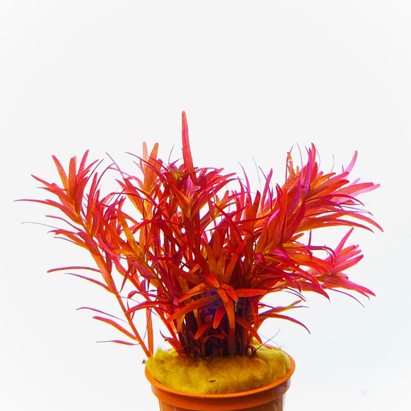 Rotala Blood red
