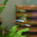 Guppys & Platys