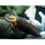 Tylomelania