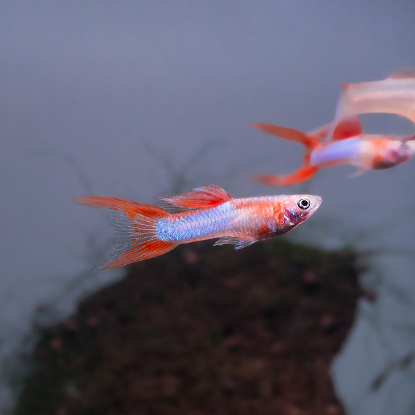 Poecilia reticulata Japan Blue Double Sword Red - Guppy