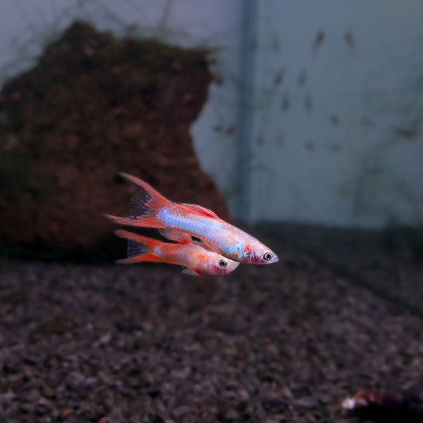 Poecilia reticulata Japan Blue Double Sword Red - Guppy