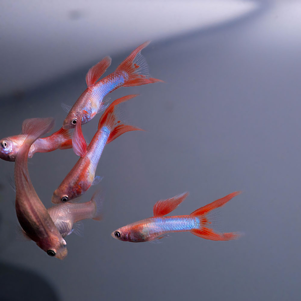 Poecilia reticulata Japan Blue Double Sword Red - Guppy