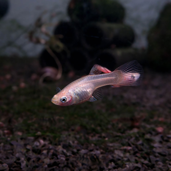 Poecilia reticulata Japan Blue Double Sword Red - Guppy