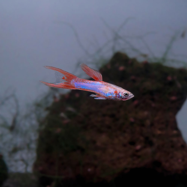 Poecilia reticulata Japan Blue Double Sword Red - Guppy