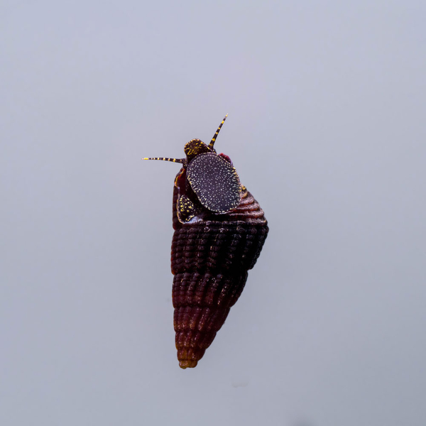 Tylomelania sp. Mini Matano - Zwergperlhuhnschnecke / Sulawesischnecke