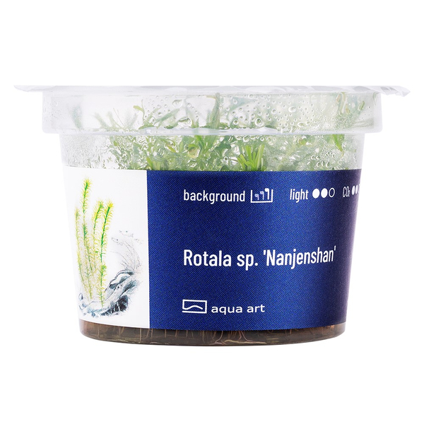 Rotala sp. Nanjenshan In-Vitro | AquaArt