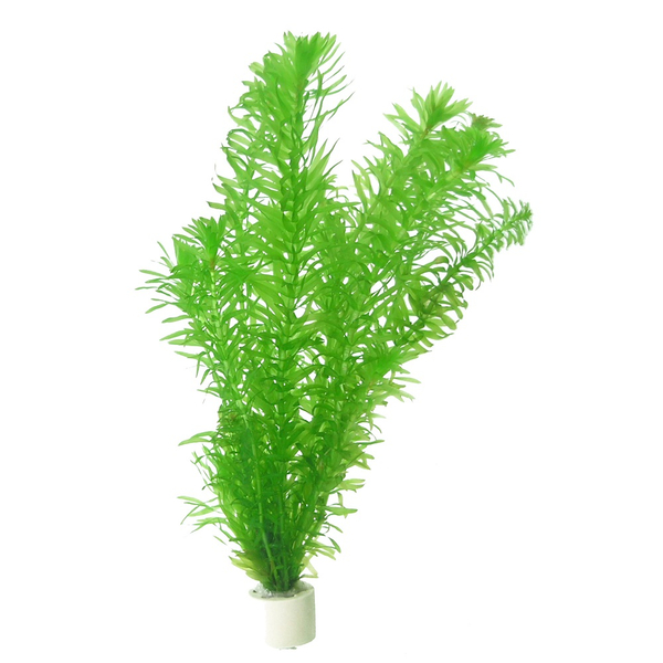 Egeria Densa - Dichtblttrige Wasserpest im Topf