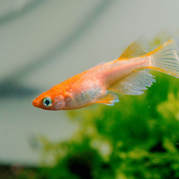Oryzias latipes Red Emperor LongFin - Reisfisch Medaka