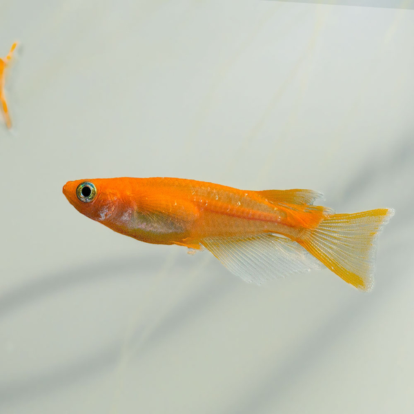 Oryzias latipes Red Emperor LongFin - Reisfisch Medaka