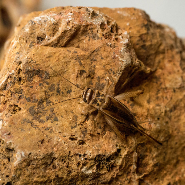 Heimchen Mikro 150 Stk / Dose - Acheta domesticus (Futterinsekten) Sofort verfgbar