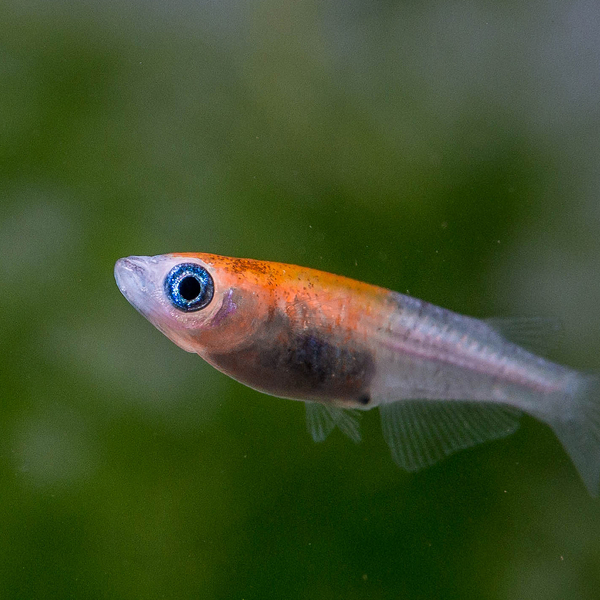 Oryzias latipes Kohaku - Reisfisch Medaka