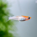Oryzias latipes Kohaku - Reisfisch Medaka