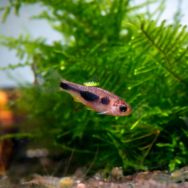 Enteromius hulstaerti - Schmetterlingsbarbe