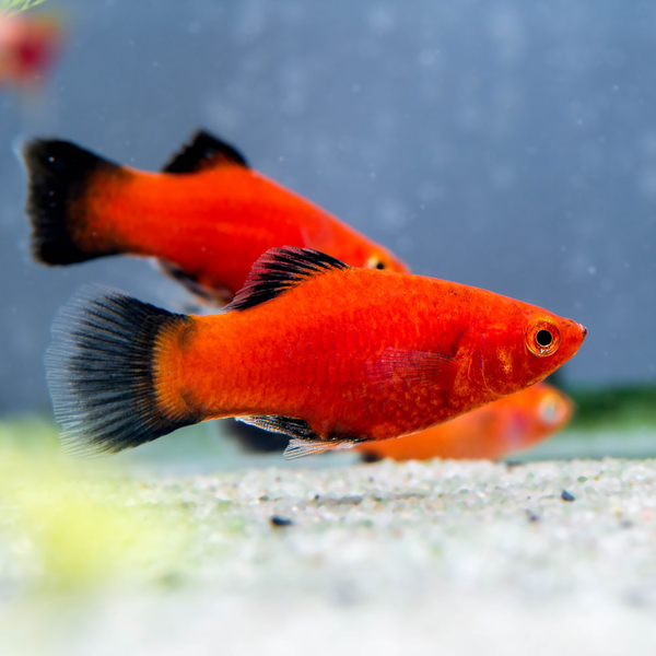 Xiphophorus Maculatus - Rot Wagtail Platy