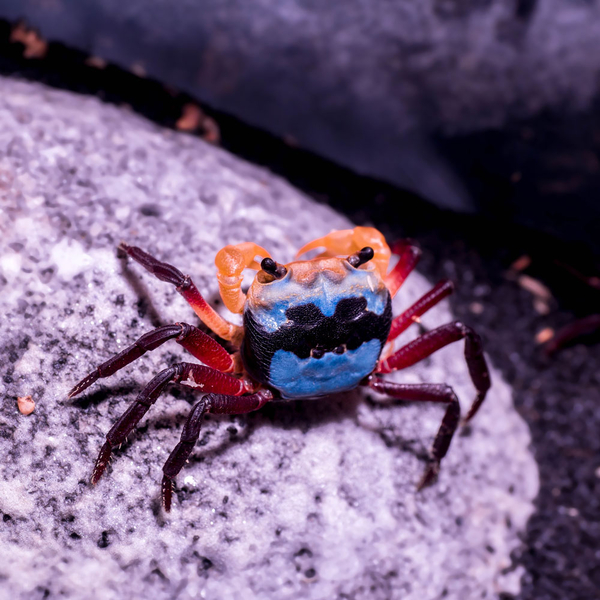 Lepidothelphusa menneri yellow witcher  - Vampirkrabbe sofort Verfgbar