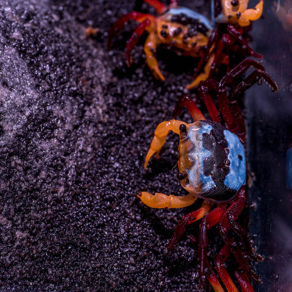 Lepidothelphusa menneri yellow witcher  - Vampirkrabbe sofort Verfgbar