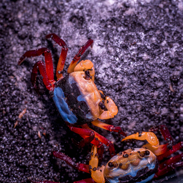 Lepidothelphusa menneri yellow witcher  - Vampirkrabbe sofort Verfgbar