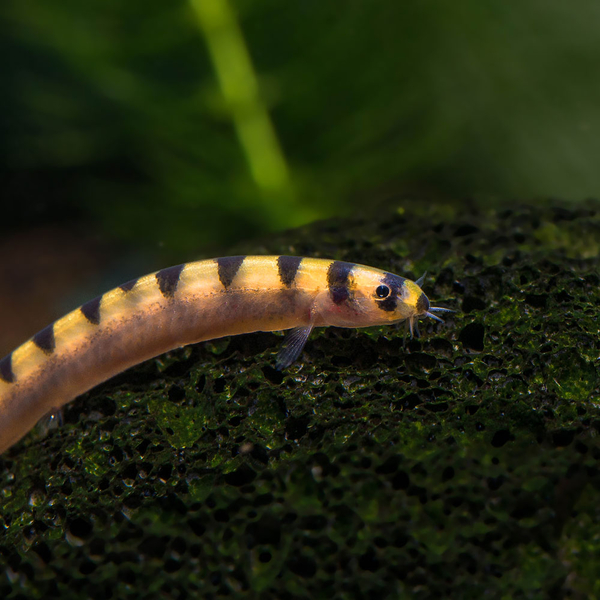 Pangio cuneovirgata - Zwergdornauge