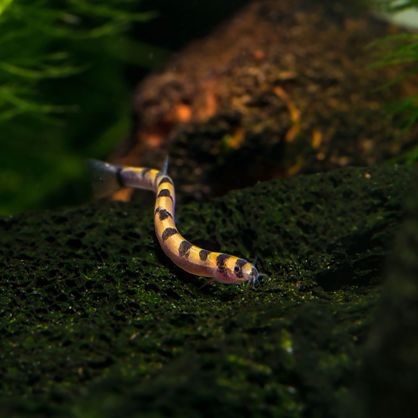 Pangio cuneovirgata - Zwergdornauge