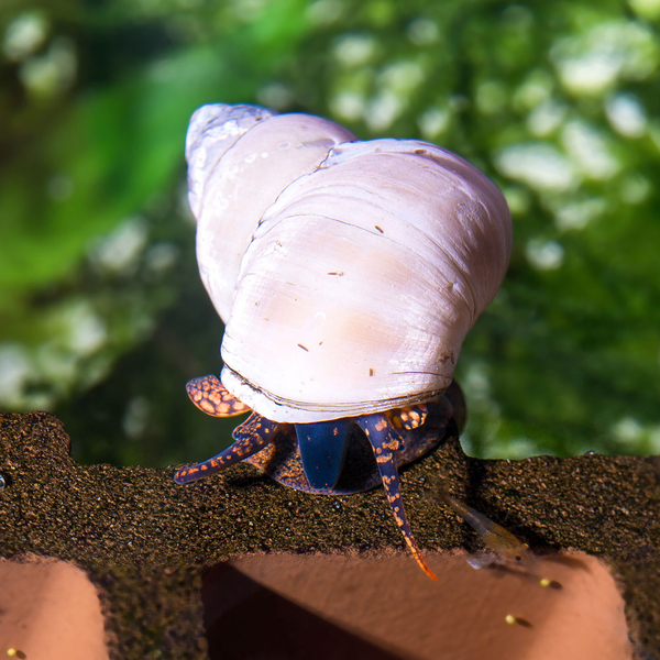 Filopaludina martensi - weie Flussschnecke