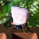 Filopaludina martensi - weie Flussschnecke