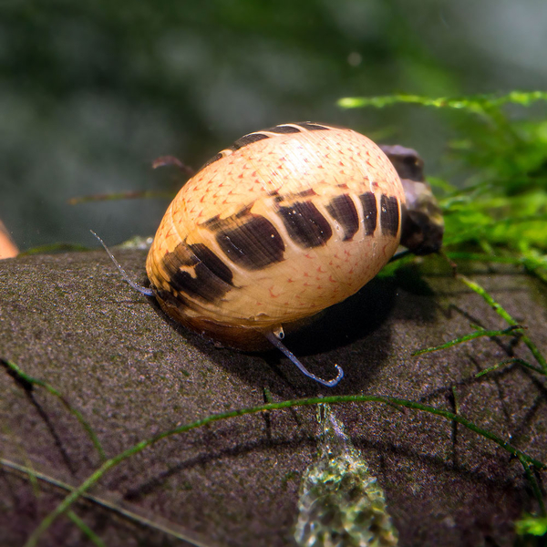Clithon sp. Black&Yellow - Geweihschnecke