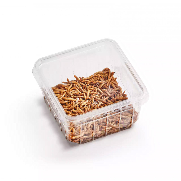 Mehlwrmer Dose 50g - Tenebrio molitor