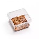 Mehlwrmer Dose 50g - Tenebrio molitor...