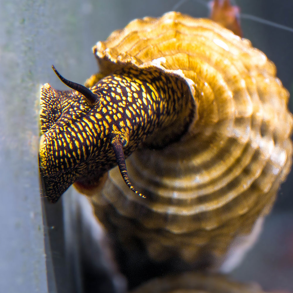 Tylomelania marwotoae Himalaya - Sulawesi-Turmdeckelschnecke