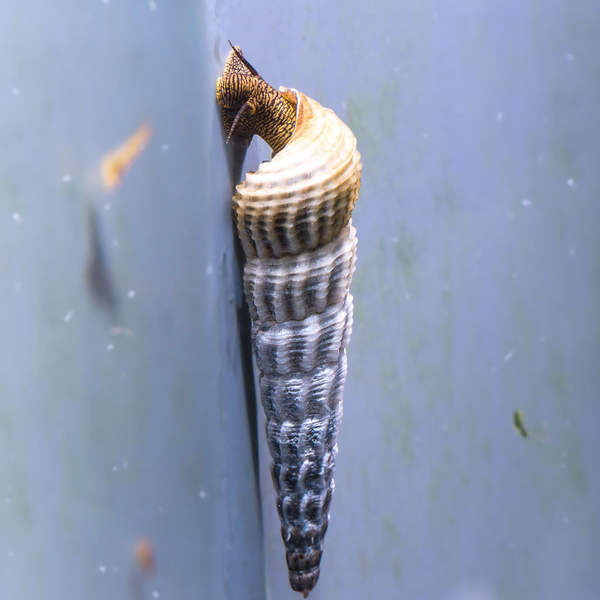 Tylomelania marwotoae Himalaya - Sulawesi-Turmdeckelschnecke