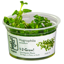 Hygrophila serpyllum 1-2 Grow! Tropica