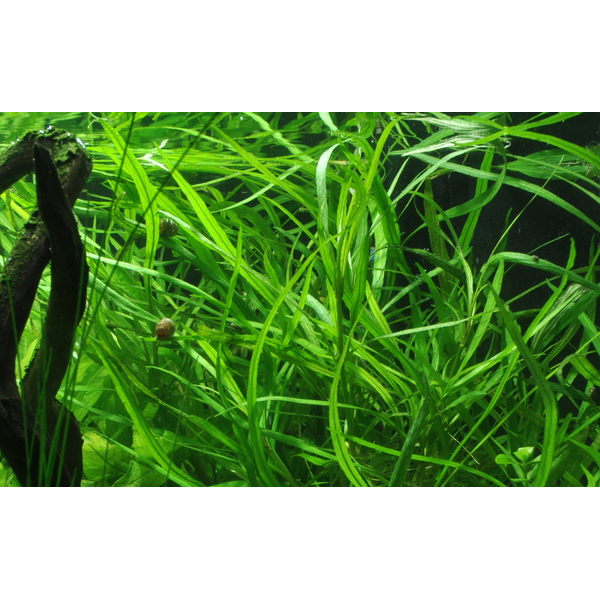 Hygrophila costata - Guyanischer Wasserfreund