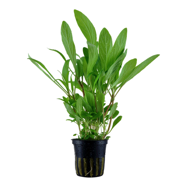 Hygrophila costata - Guyanischer Wasserfreund im Topf