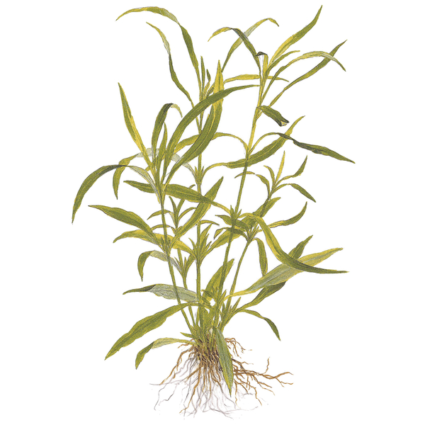 Hygrophila costata - Guyanischer Wasserfreund im Topf