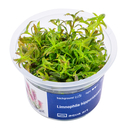 Limnophila hippuridoides - Tannenwedelhnlicher...