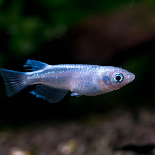 Oryzias latipes Miyuki Snow White - Reisfisch Medaka