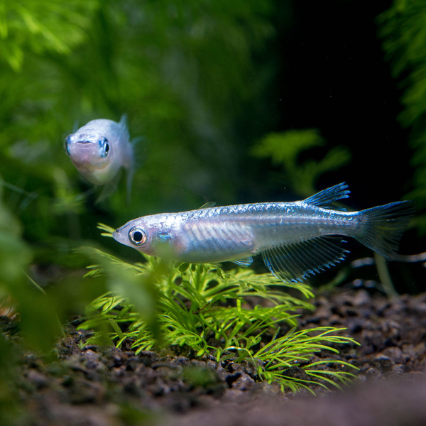 Oryzias latipes Miyuki Snow White - Reisfisch Medaka