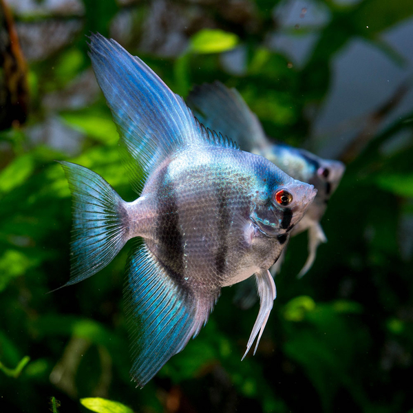 Pterophyllum Scalare Blue - blauer Skalar