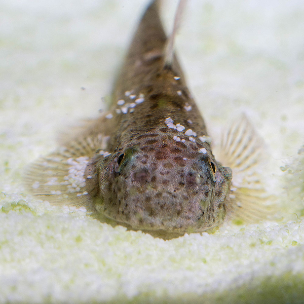 Pseudogastromyzon laticeps Purple fin - Lila Flossensauger