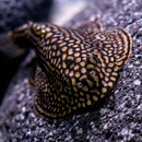 Sewellia lineolata - Vietnam Prachtflossensauger