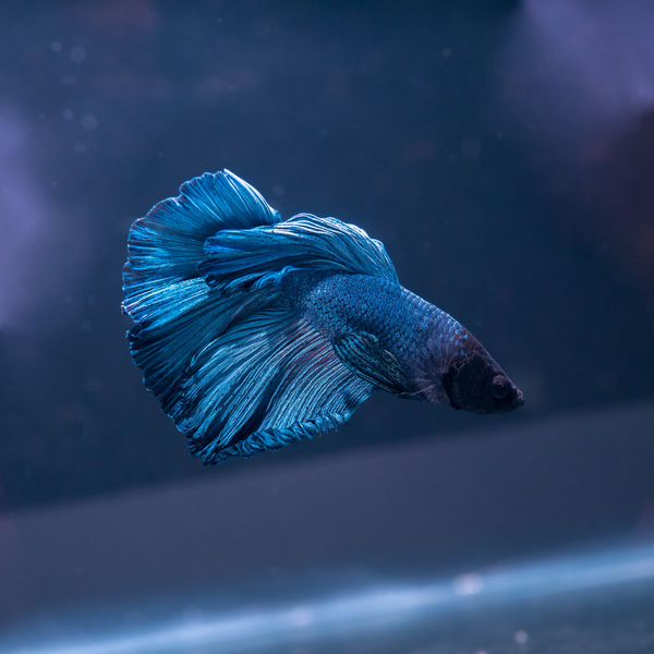 Betta splendens - Kampffisch Halfmoon mix