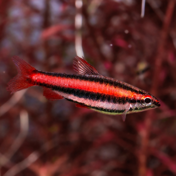 Nannostomus mortenthaleri  - Purpurziersalmler