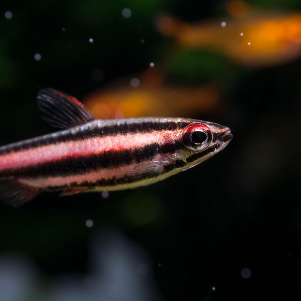 Nannostomus mortenthaleri  - Purpurziersalmler