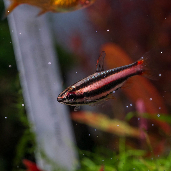 Nannostomus mortenthaleri  - Purpurziersalmler