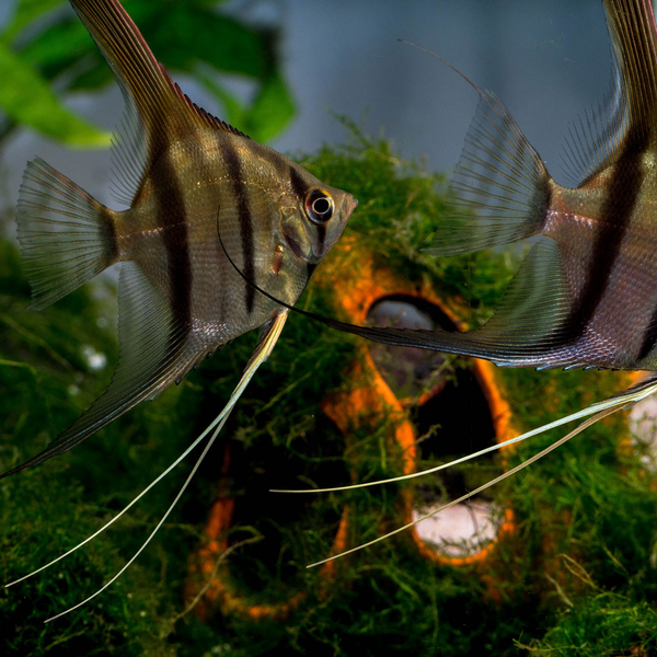 Pterophyllum scalare Manacapuru Rotrcken - Skalar