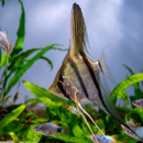 Pterophyllum scalare Manacapuru Rotr�cken - Skalar