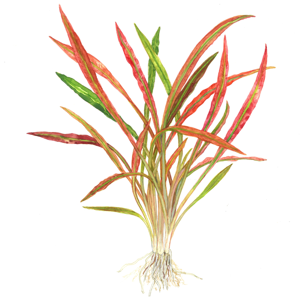 Cryptocoryne spiralis Red - Roter Spiraliger Wasserkelch im Topf  vonTropica