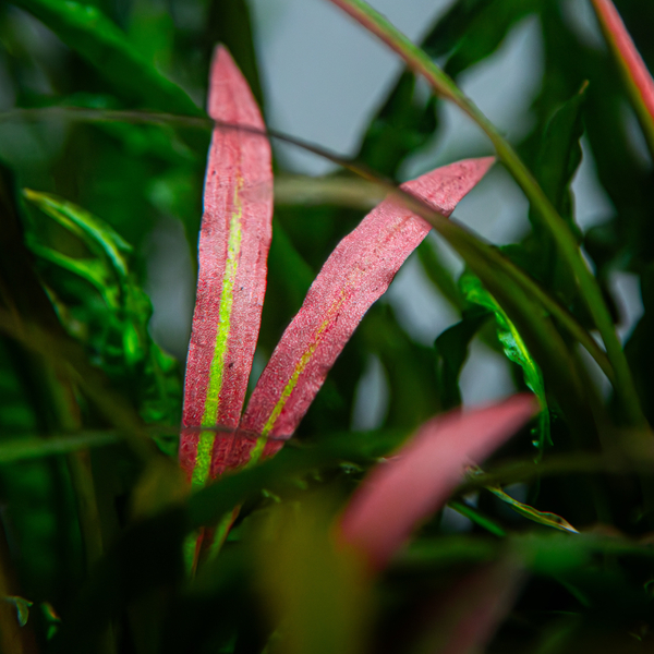 Cryptocoryne spiralis Red - Roter Spiraliger Wasserkelch im Topf  vonTropica