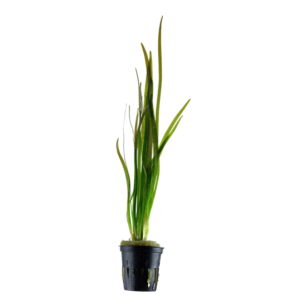 Vallisneria spirallis Tiger im Topf von Tropica