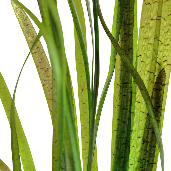 Vallisneria spirallis Tiger im Topf von Tropica